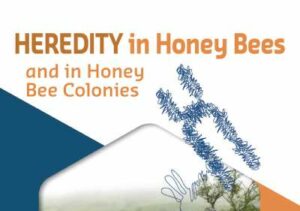Traduction en anglais, du livre de Bernard Sauvager, sur la sélection génétique en apiculture.