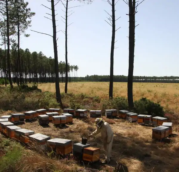Un stage pour apprendre la mise en place d'un atelier d’élevage de reines d'abeilles sur son exploitation, avec un poste d’élevage de reines et un poste de production d'essaims.