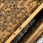 L’objectif de cette formation est de maîtriser plusieurs techniques permettant de pallier les carences saisonnières et/ou la morbidité des colonies, dans le but d’optimiser les rendements des ruches et de limiter les pertes hivernales.