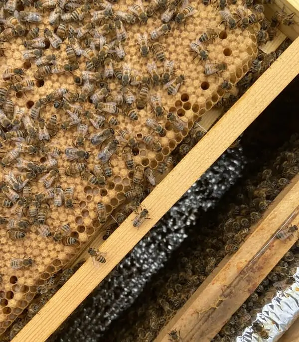 L’objectif de cette formation est de maîtriser plusieurs techniques permettant de pallier les carences saisonnières et/ou la morbidité des colonies, dans le but d’optimiser les rendements des ruches et de limiter les pertes hivernales.