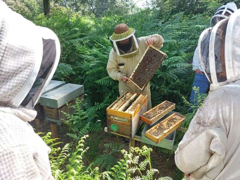 Contrôle de la ponte dans les ruches compartimentées de type mexicaine chez Jean-Pierre Boueilh. Formation Anercea « apprendre à produire des reines fécondées et à gérer des nuclei ».
