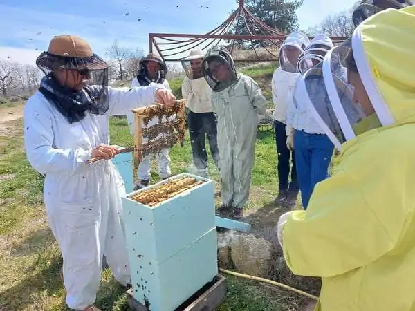 Les greffes placées en couveuse, la ruche éleveuse est manipulée pour préparer la prochaine série. Pollen, miel et couvain, sont remontés (étape de rotation des cadres) pour créer les conditions d’une bonne prise en charge par la colonie des larves prochainement introduites.