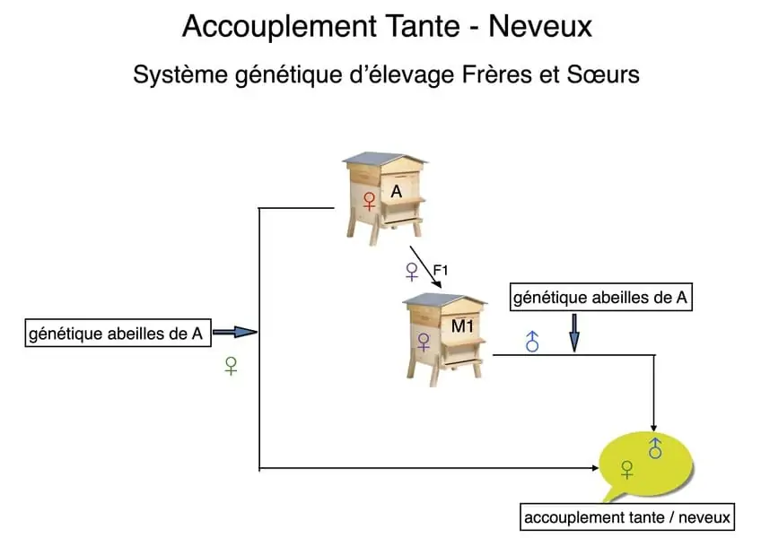 Formation anercea - apprendre à conduire un schéma de sélection en apiculture. Avec Bernard Sauvager.