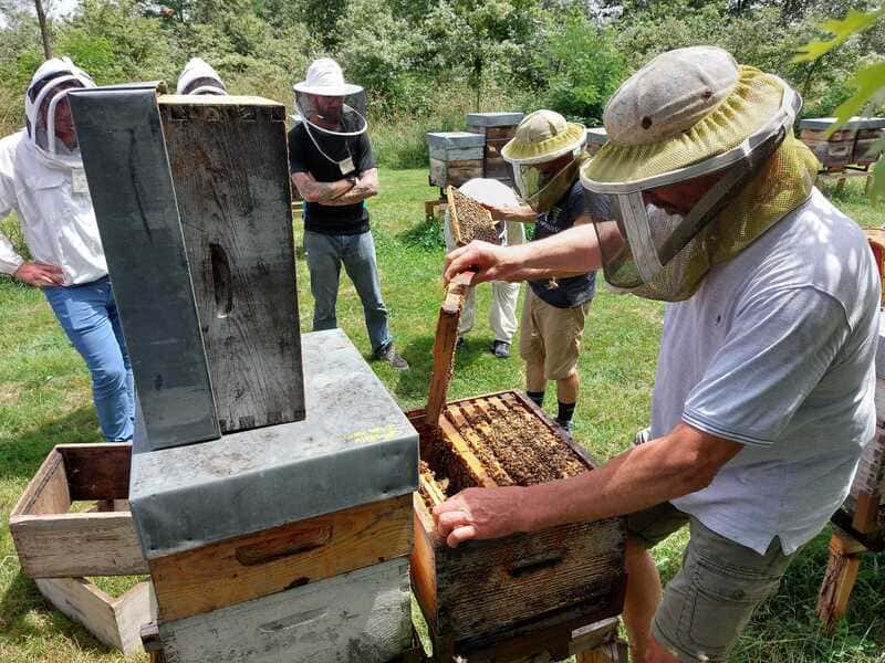 Formation dispensé par l'Anecrea. thème : l'élevage de reines d'abeilles ,chez Jean-Pierre Boueilh, apiculteur professionnel dans les landes.