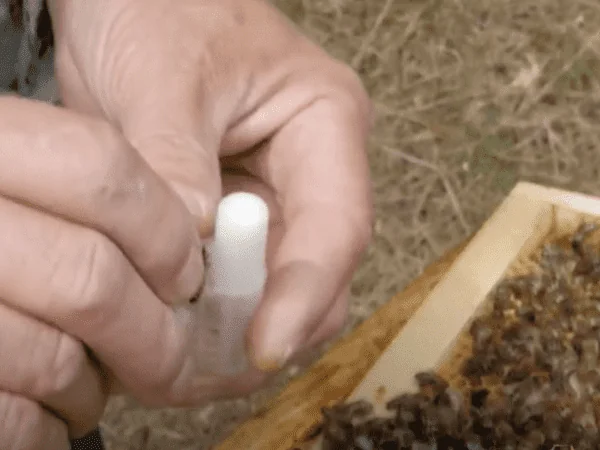 Thomas, Pierre, Nico et Charles, SARL Les Bee’rettes, apiculteurs près de Bourges, présentent dans ce tuto de l’Anercea leur manière de récolter et marquer les reines d'abeilles
