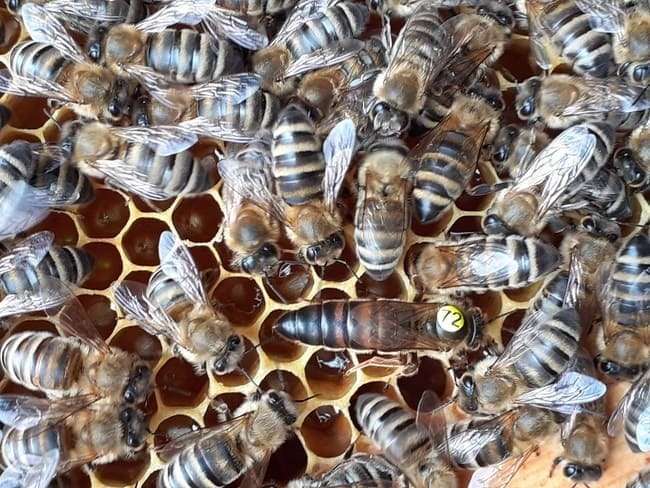 Anercea, élevage de reine carniolienne.