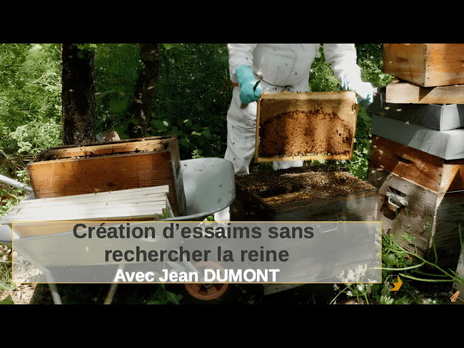 Création d'essaims sans rechercher la reines, avec Jean Dumont. Anercea, formation en élevage apicole.