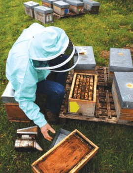 Nuclei-haussettes individuels de cinq cadres, de format hausse dadant.
