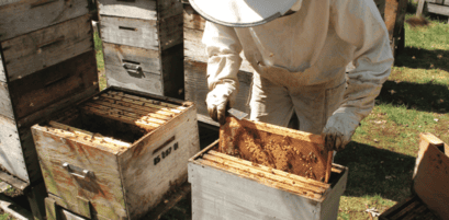 Découvrer le fonctionnement de la ruchette et la création de paquets d'abeilles prélevés sur plusieurs colonies, tout en préservant la production de miel. Avec la formation de Philippe Gilles du réseau ApiProAnercea.