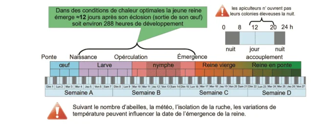 Calendrier d'élevage. Revue apicole Info-Reines. Durée optimale de développement de la reine de sa naissance à son émergence.