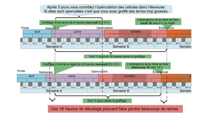 Calendrier d'élevage. Revue apicole Info-Reines. Ce qui se passe lorsque l’on greffe de trop grosses larves !