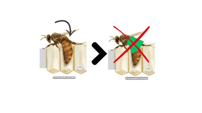 Lutte contre le varroa, test scientifique sur l'utilisation de l'anneau de rupture de ponte. CP - Camille Laurent