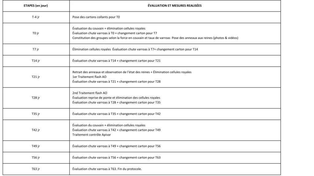Lutte contre le varroa, test scientifique sur l'utilisation de l'anneau de rupture de ponte. Calendrier par étape ®Camille Laurent