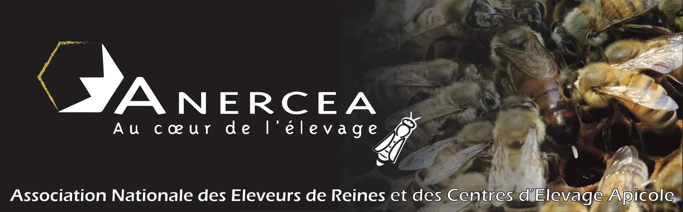 Anercea. Apiculture. Élevage. Nuclei. Cellules. Reines.