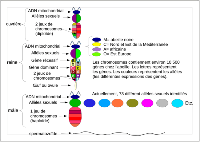 Livre permettant la compréhension de la génétique apicole. Hérédité chez l'abeille et les colonie d'abeilles. Anercea.