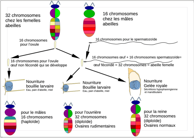 Livre permettant la compréhension de la génétique apicole. Hérédité chez l'abeille et les colonie d'abeilles. Anercea.