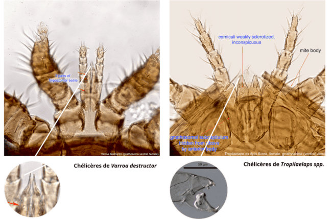 Chélicères de tropilaelaps : comparatif. Anercea. Info-Reines, revue apicole.