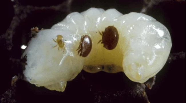 Tropilaelaps sp. avec deux varroas (à droite), sur une larve d’Apis mellifera. Anercea. Info-Reines, revue apicole