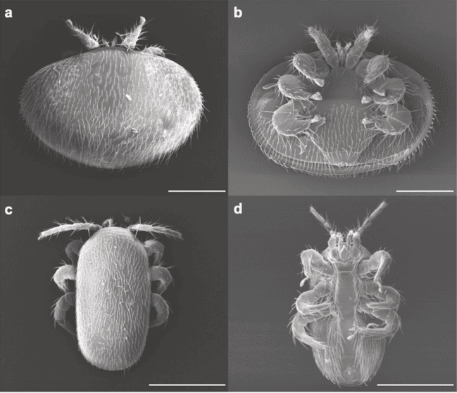 Coupe du parasite Tropilaelaps. Anercea. Info-Reines, revue apicole.