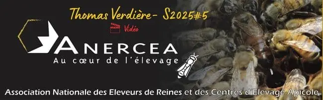 Partage d'expérience en apiculture. Thomas Verdière, apiculteur éleveur de reines dans le Puy-de-Dôme.