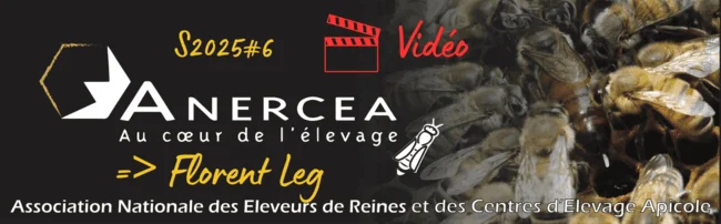 Partage d'expérience en apiculture. Florent Leg, apiculteur éleveur de reines en Moselle.