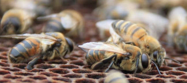 Faux-bourdons dans un cadre d’élevage apicole – sélection génétique des abeilles