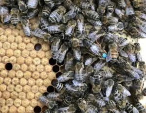 Formation apicole à l'élevage de reines