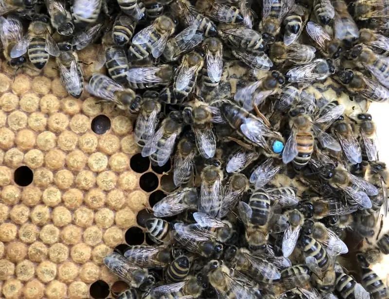 Formation apicole à l'élevage de reines
