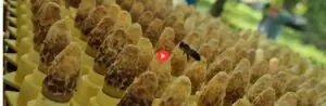 Image repère pour la publication des interventions aux journées d'étude de l'Anercea (apiculture et élevage apicole).
