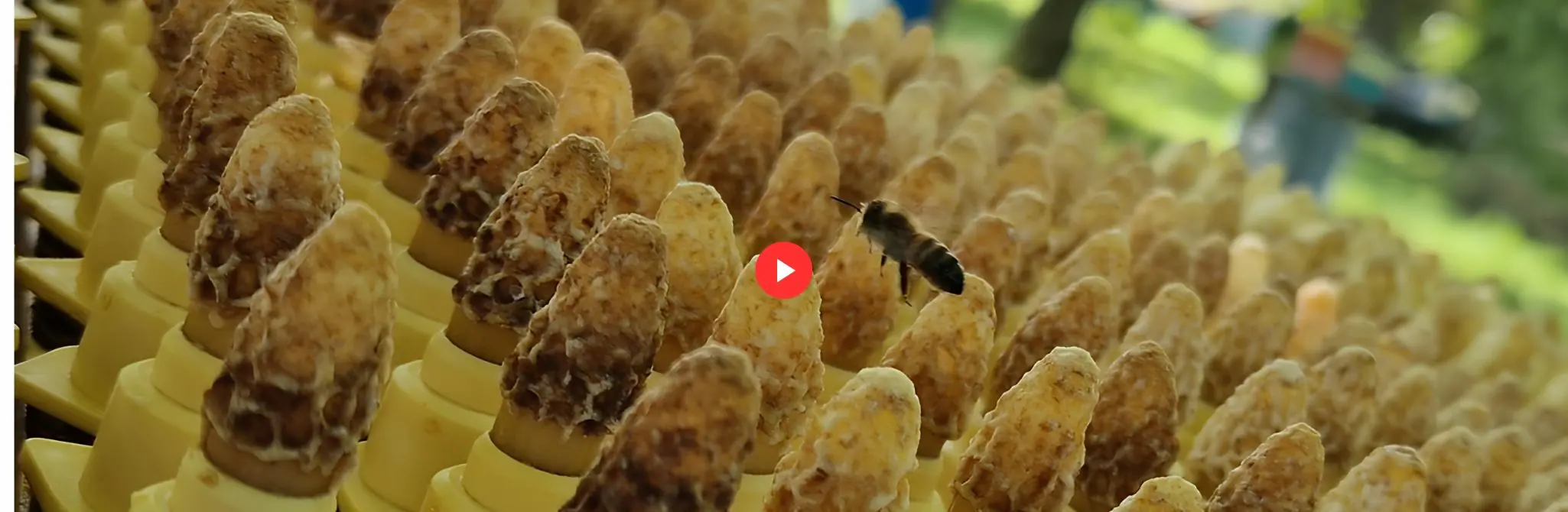 Image repère pour la publication des interventions aux journées d'étude de l'Anercea (apiculture et élevage apicole).