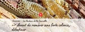 Débutiner avant de remérer des colonies d'abeilles