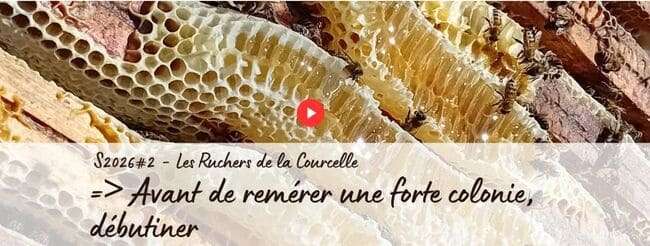 Débutiner avant de remérer des colonies d'abeilles