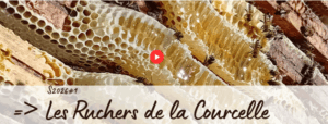 Lors des Journées d'Étude de l'Anercea 2026 à Limoges, les participants ont découvert l'exploitation de Vanina Hachimi et Éric Dufour. Une visite riche d'enseignements sur l'organisation d'une entreprise apicole où l'élevage de reines constitue le pilier de la stratégie technique et économique.