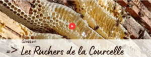 Lors des Journées d'Étude de l'Anercea 2026 à Limoges, les participants ont découvert l'exploitation de Vanina Hachimi et Éric Dufour. Une visite riche d'enseignements sur l'organisation d'une entreprise apicole où l'élevage de reines constitue le pilier de la stratégie technique et économique.