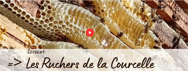 Lors des Journées d'Étude de l'Anercea 2026 à Limoges, les participants ont découvert l'exploitation de Vanina Hachimi et Éric Dufour. Une visite riche d'enseignements sur l'organisation d'une entreprise apicole où l'élevage de reines constitue le pilier de la stratégie technique et économique.