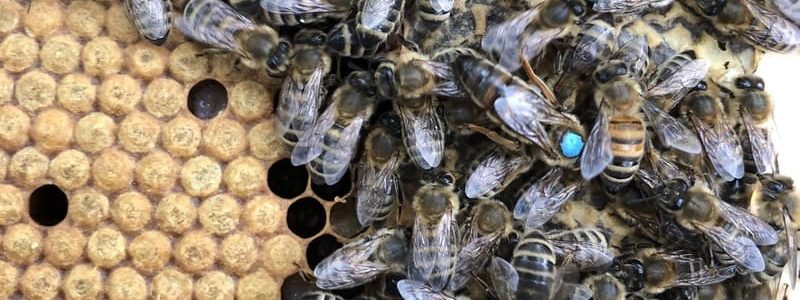 Formation apicole à l'élevage de reines