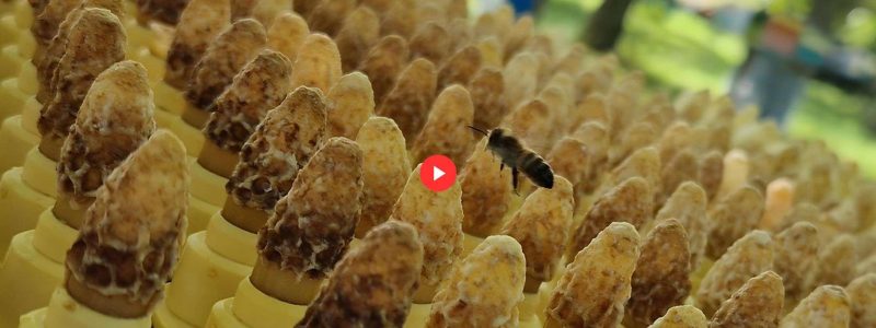 Image repère pour la publication des interventions aux journées d'étude de l'Anercea (apiculture et élevage apicole).
