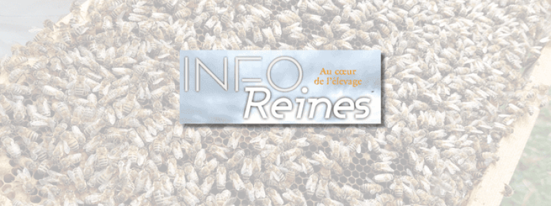 Bannière site Info-Reines