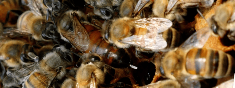 Bannière vie de l'association Anercea