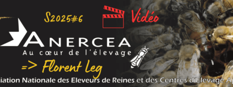 Partage d'expérience en apiculture. Florent Leg, apiculteur éleveur de reines en Moselle.