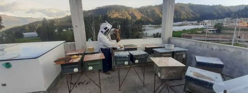 Équateur. Atelier d'élevage de reines d'abeilles installé sur le toit de la maison de Luis. Photo Yvan Maytain.