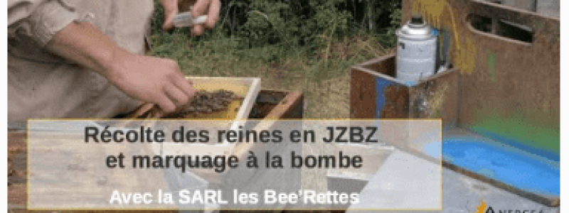 Tuto de l'Anercea : récolte des reines d'abeilles en cagette JZBZ et marquage à la bombe. SARE les Bee'Rettes