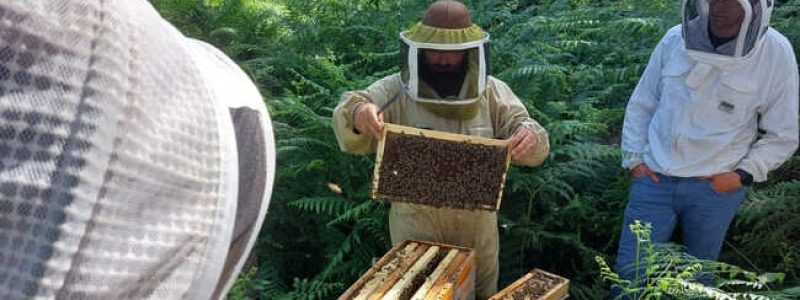 Formation à l'élevage de reines en apiculture chez Jean-Pierre Bouielh, apiculteur dans les Landes.