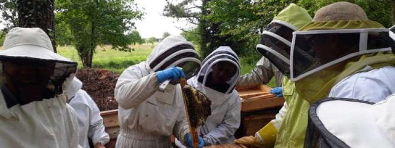 À l'Anercea on apprend par l’échange et la pratique, en aucun cas on ne reçoit l’exposé de LA méthode. Ici, formation apprendre à faire des reines et des essaims, avec Jean-Pierre Boueilh (dans les Landes).