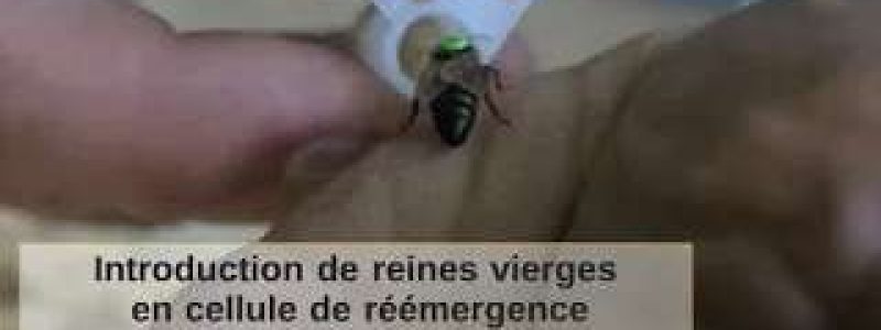 Philippe Gilles et Florent Maugeais, apiculteurs, éleveurs de reines d’abeilles en Normandie, expliquent dans ce tuto de l’Anercea comment introduire une reine vierge dans un essaim à l'aide d'une cellule de réémergence.