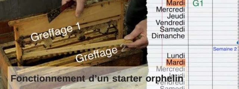 Apiculture : comment faire un élevage en continu avec un starter orphelin ? Avec la Maison Fedon.