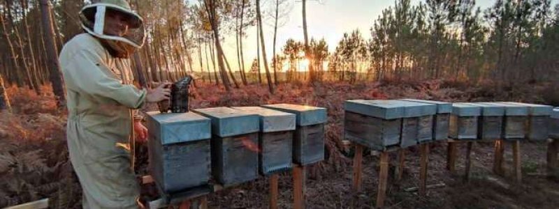 La production moyenne de miel, « en année normale », précise Ludovic, qui veut oublier les dernières années de vaches maigres, est de 18 à 28 tonnes. Aux Ruchers de Chalosse.